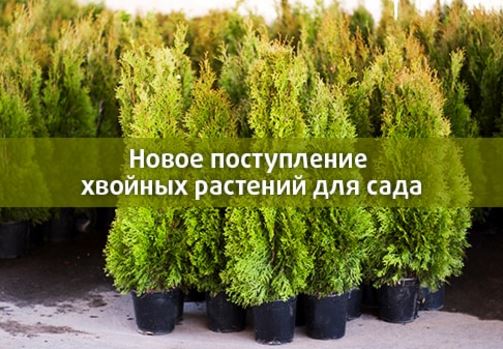 Твой Дом - Хвойные растения от 300 руб.